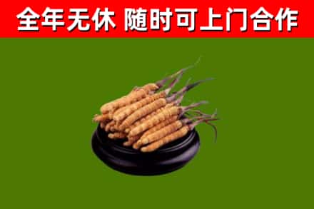 三都县回收冬虫夏草